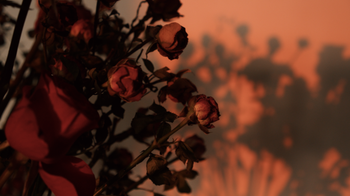 玫瑰花写意空镜意境夕阳黄昏