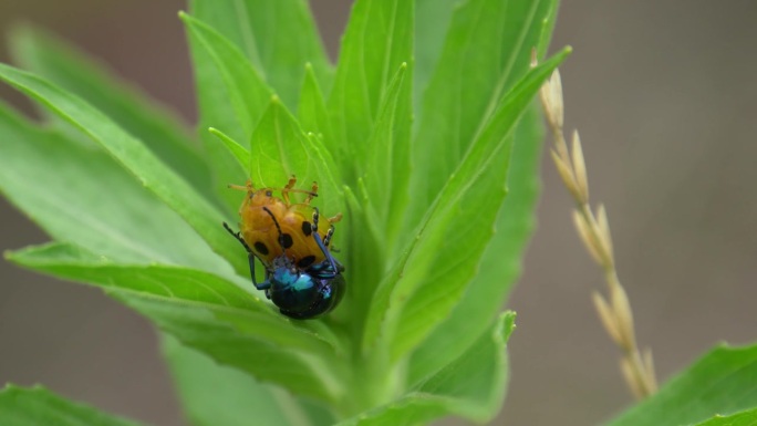 马利筋甲虫与瓢虫的罕见交配