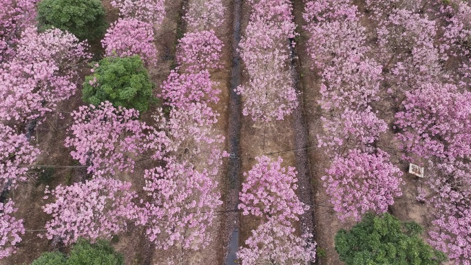 中国广东省广东省广州市南沙马克村紫花风铃