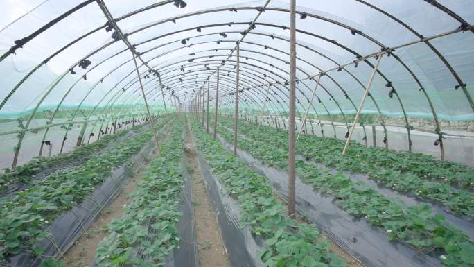 草莓种植基地大棚展示