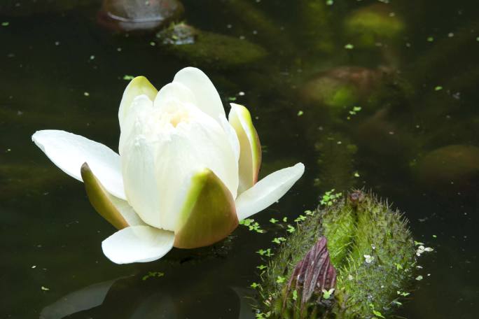 王莲花开