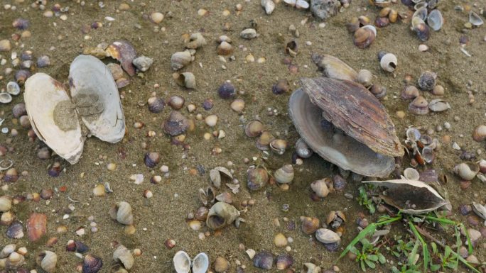 老空开淡水壳和空蜗牛壳在沙滩上