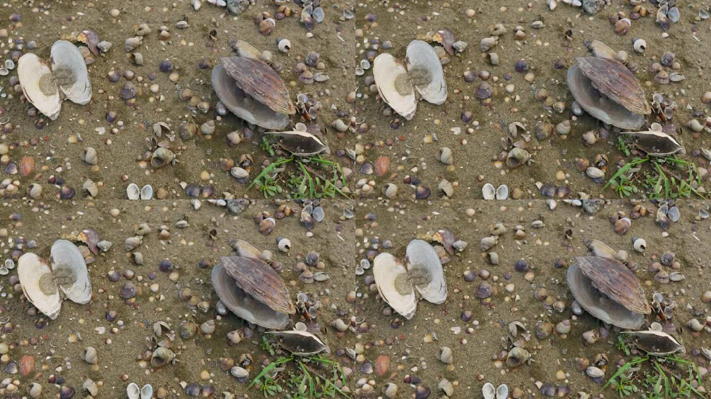 老空开淡水壳和空蜗牛壳在沙滩上