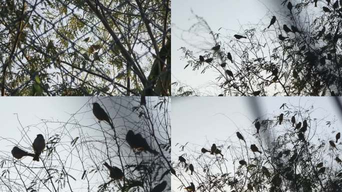 树梢上的麻雀