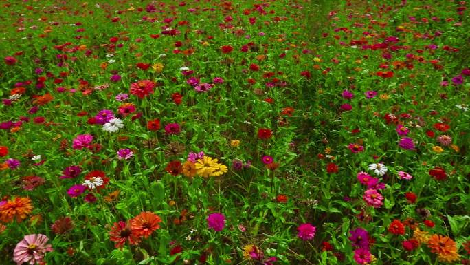 格桑花海