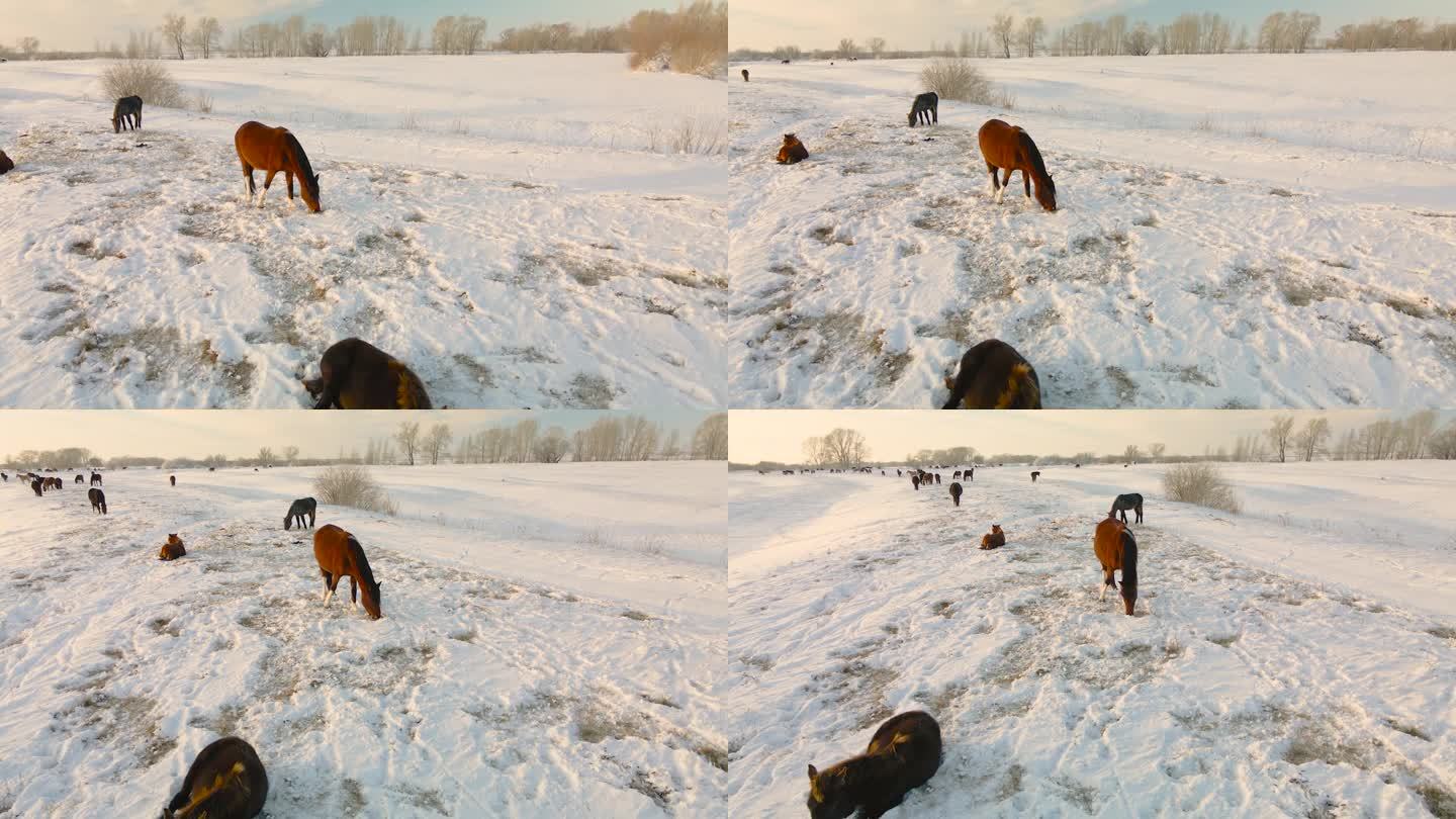 野马在冬季牧场上吃草，在极地纬度地区的冬季从雪下获取食物。冬天的田野上，马优雅地用蹄子在雪下掘草。冬