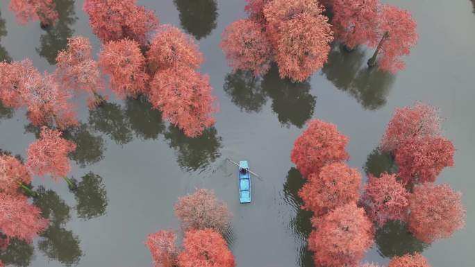 水杉湿地划船