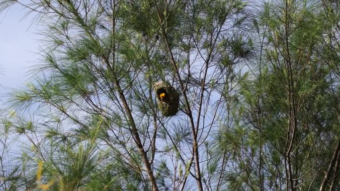 织布鸟在野外的树上筑巢