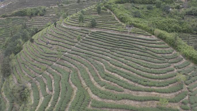 福建省龙岩市漳平水仙生态茶园航拍