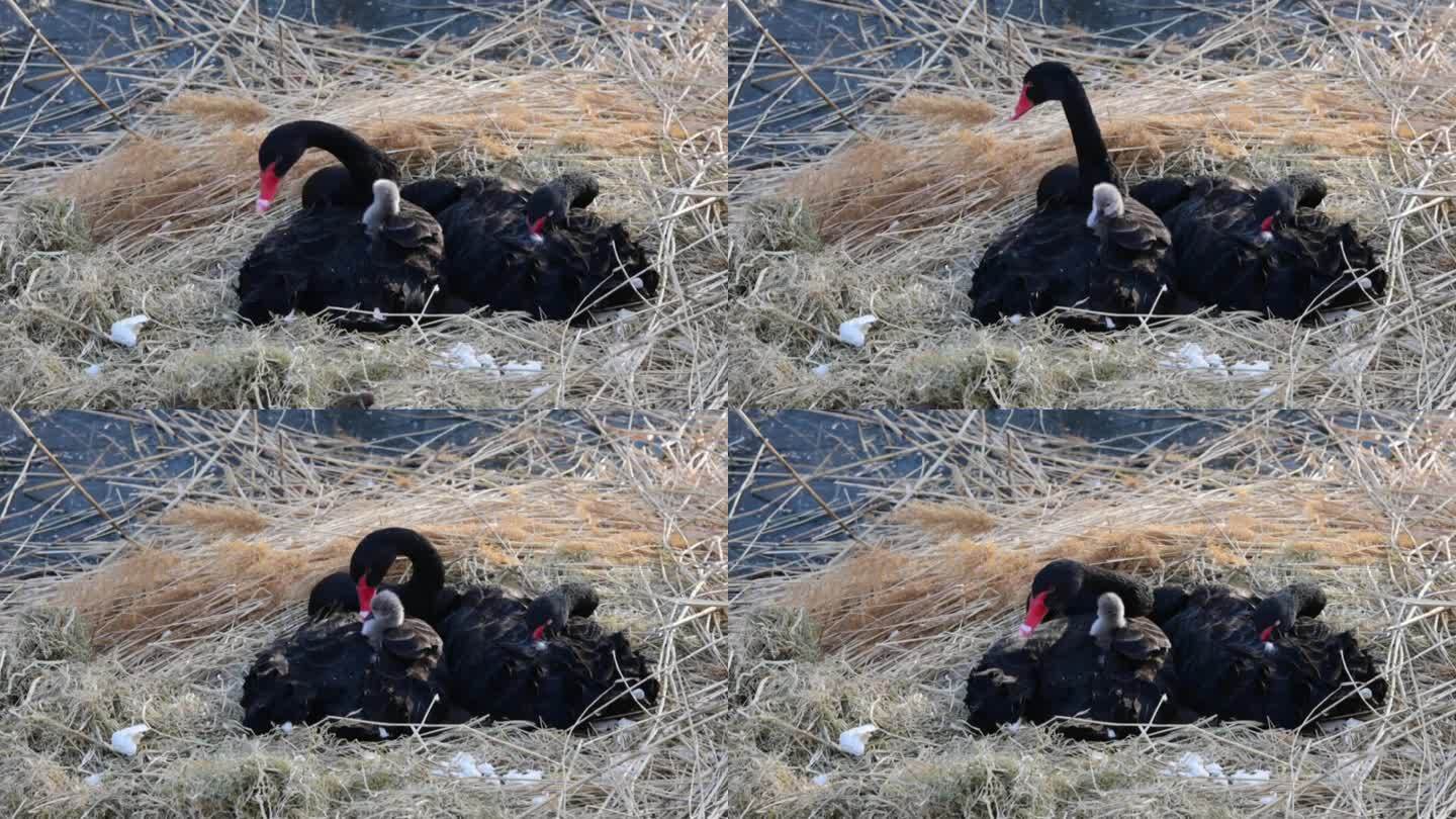 黑天鹅和新生小天鹅的视频