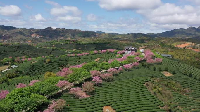 福建省龙岩市漳平市永福樱花园自然风光航拍