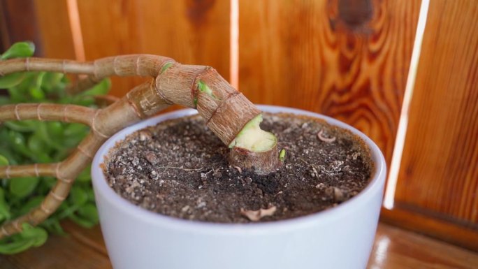 克拉苏拉的鼻子断成两半，特写。在室内花盆里生长的秋草叶根部断裂