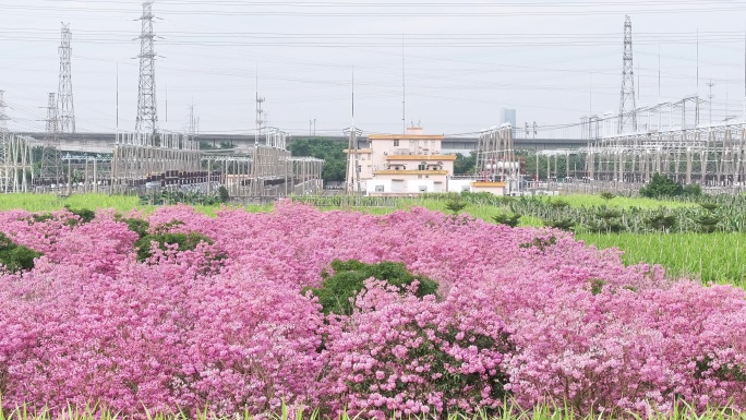 中国广东省广东省广州市南沙马克村紫花风铃