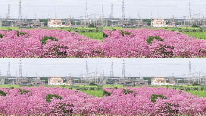 中国广东省广东省广州市南沙马克村紫花风铃