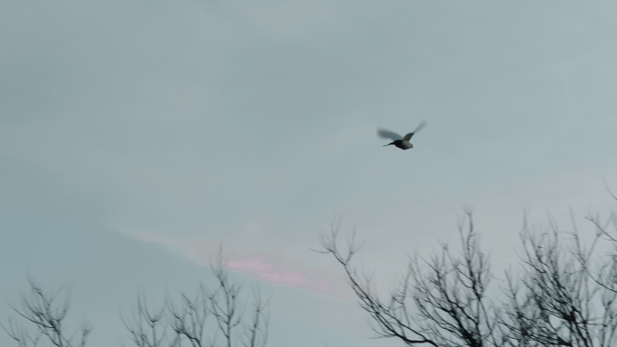 4K 群鸟飞 鸽子飞空境 多角度