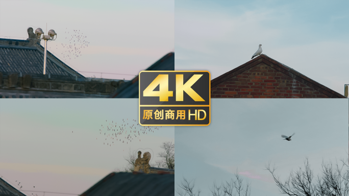 4K 群鸟飞 鸽子飞空境 多角度