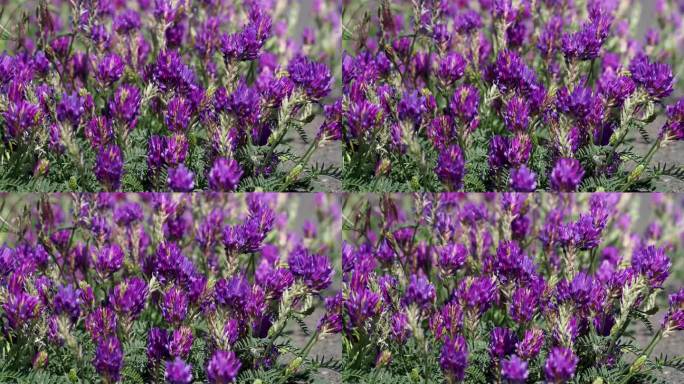 黄芪属植物紫花