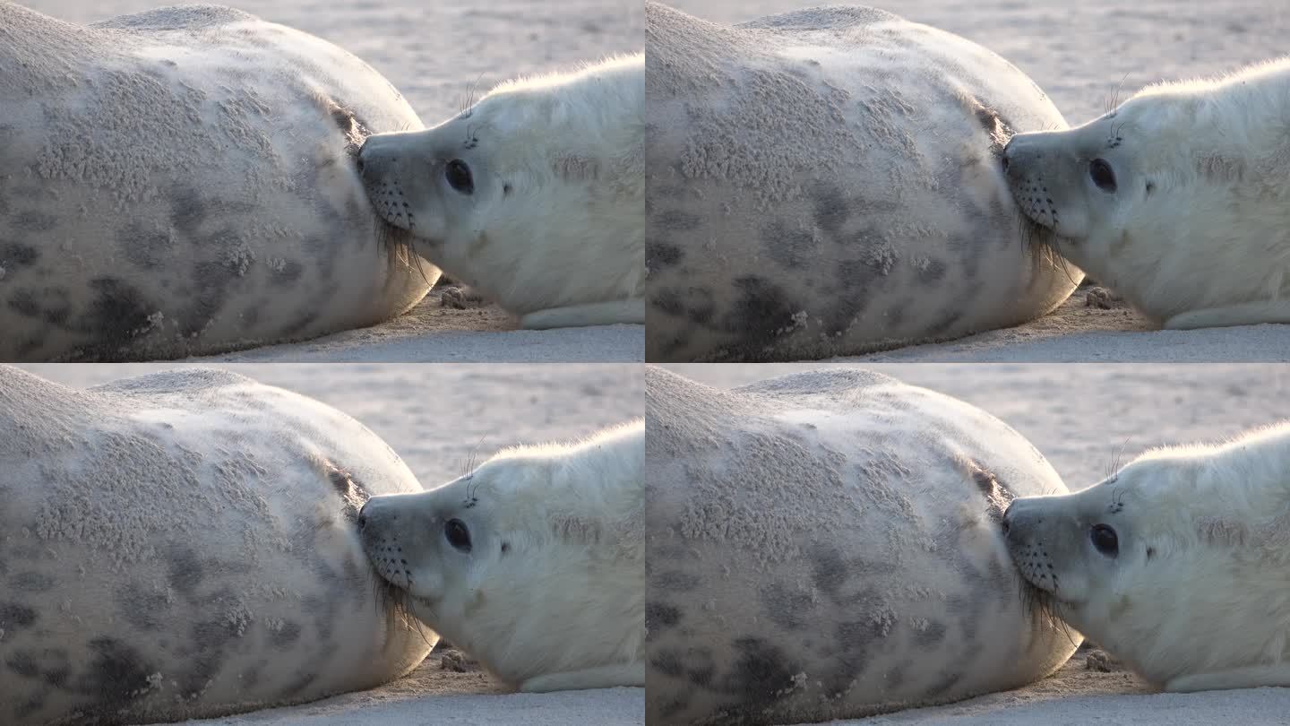 小海豹吮吸着妈妈的奶头，进食，灰色海豹，灰海豹，特写