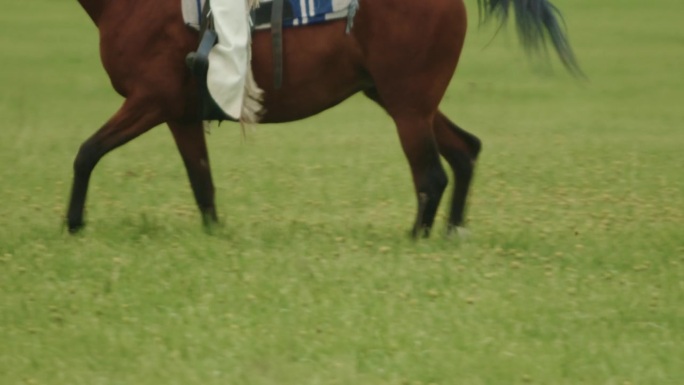 赛马运动，女骑师骑在户外赛马。美丽的母马在牧场上散步。棕色种马，盛装舞步。训练家畜。自然，夏日景观。