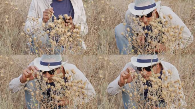 一名戴着帽子和眼镜的年轻男子走近干燥的野花，一边观察它们，一边用智能手机记录下来。农业和农学