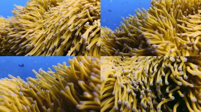 水肺潜水与鱼和海葵4k高品质的近距离