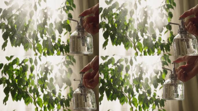 在阳光下的房间里，一个女人的手从一个老式的喷雾瓶里向一棵绿色的室内植物喷水
