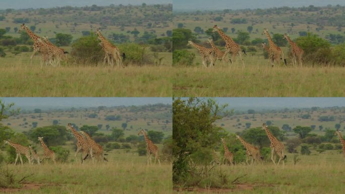 在非洲乌干达的基代波谷国家公园里奔跑的小长颈鹿和成年长颈鹿，背景是风景。慢动作