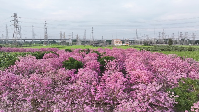 中国广东省广东省广州市南沙马克村紫花风铃