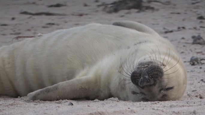 可爱的小海豹悠闲地躺在沙滩上，灰海豹，灰海豹