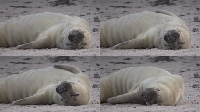 可爱的小海豹悠闲地躺在沙滩上，灰海豹，灰海豹