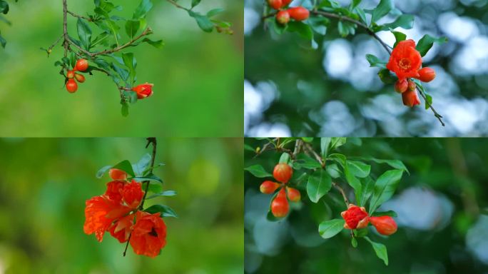 石榴花石榴树特写合集