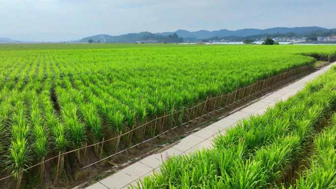 甘蔗基地航拍