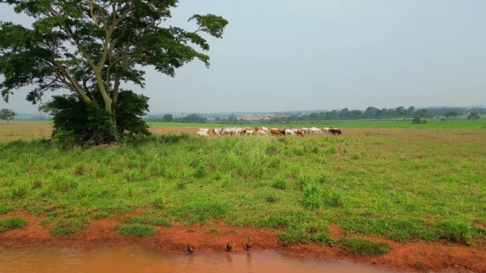 在巴西，靠近地面飞过牧场，湖面飞过一群牛。