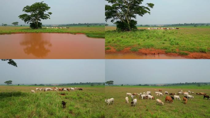 在巴西，靠近地面飞过牧场，湖面飞过一群牛。