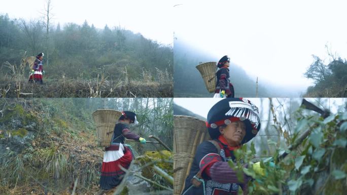 挖草药 彝族医药 民族医药