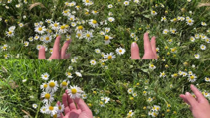 夏日艳阳天女性手触甘菊花业余手机视频