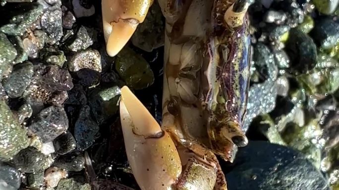 微距视频螃蟹坐在那里，爪子咔嗒作响，保护自己不受摄像机的干扰，它的嘴在移动，触角在腿上的毛发是可见的