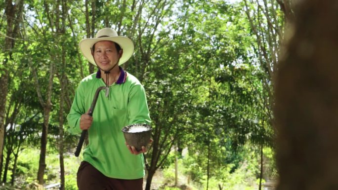 快乐的亚洲人寻找优质乳胶，从橡胶林的橡胶树上敲打乳胶。