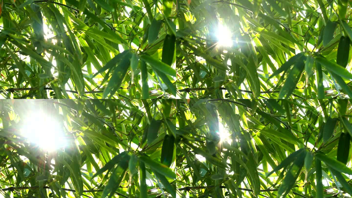 竹子与阳光的散景