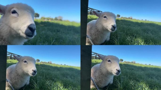 新西兰羊羊