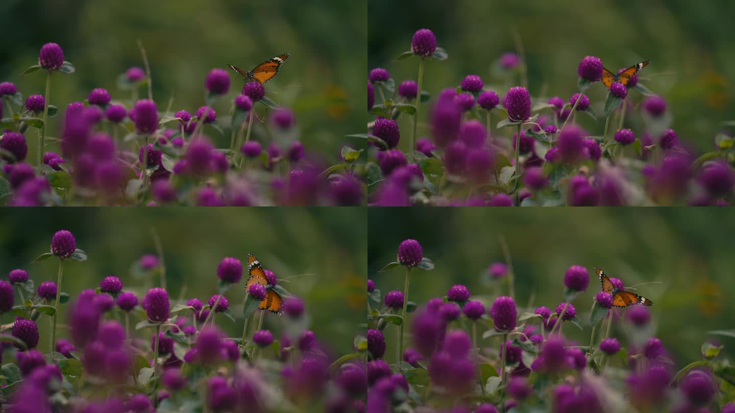 蝴蝶金斑蝶落在花上| 蝴蝶千日红紫色花卉