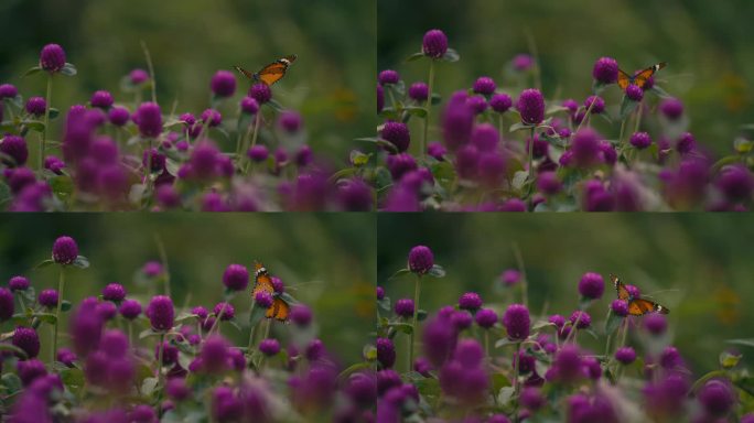 蝴蝶金斑蝶落在花上| 蝴蝶千日红紫色花卉
