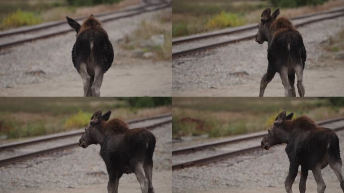 驼鹿朝着火车轨道走去，身上有棕色和黑色的湿毛慢动作(4k 30p)