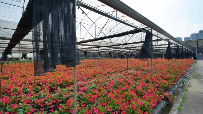 大棚温室鲜花种植基地合集