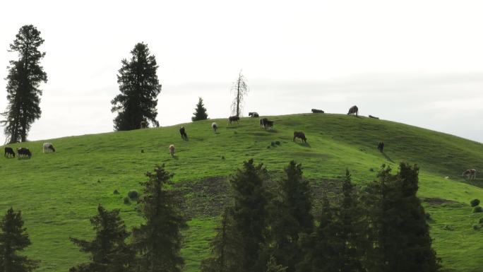 新疆草原上的牛