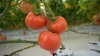 番茄种植温室大棚蔬菜种植西红柿