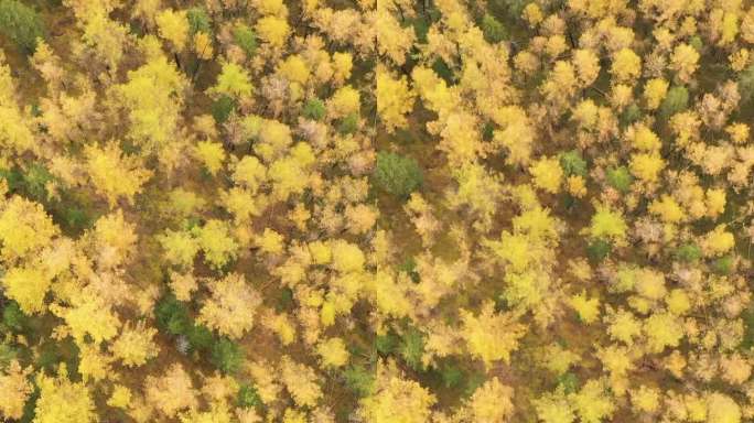 秋天的落叶松森林。鸟瞰图。阿尔泰共和国，俄罗斯。垂直视频