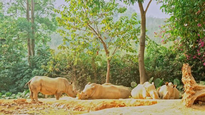 广州长隆野生动物园犀牛系列活动