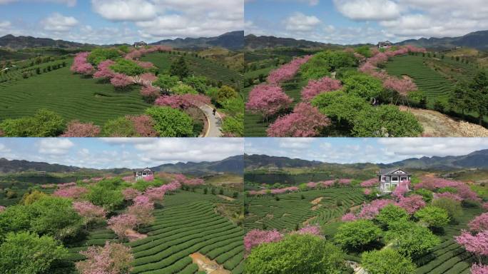 福建省龙岩市漳平市永福樱花园自然风光航拍