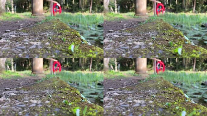 蚂蚁搬运树叶的特写镜头，背景是池塘和磨坊的轮子